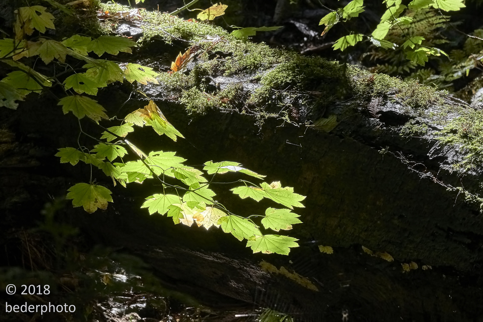 young trees and deep shade on forest floor