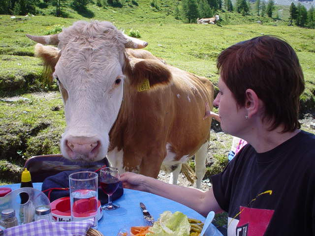 The cow wanted lunch