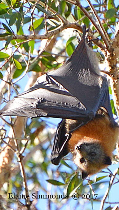 Grey Faced Flying Fox 