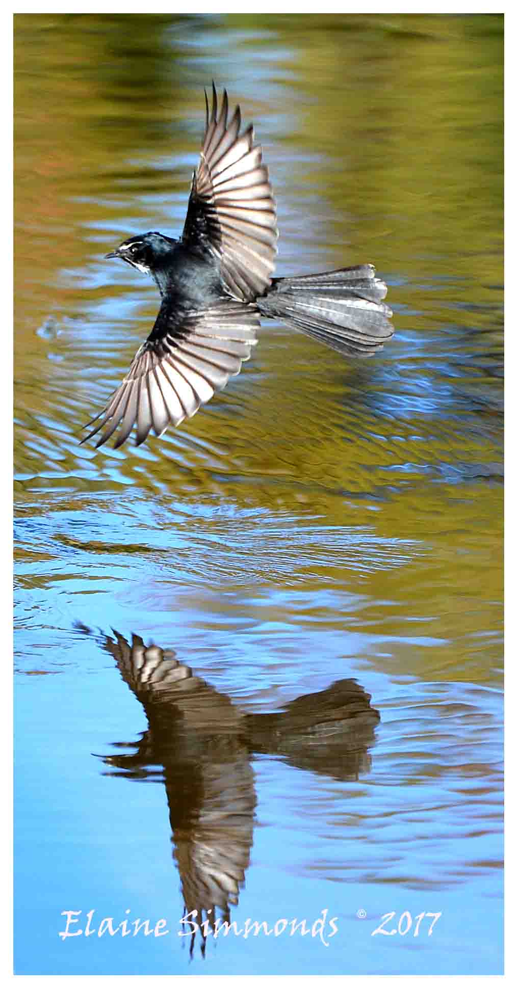 Willy Wagtail in Flight with Reflection