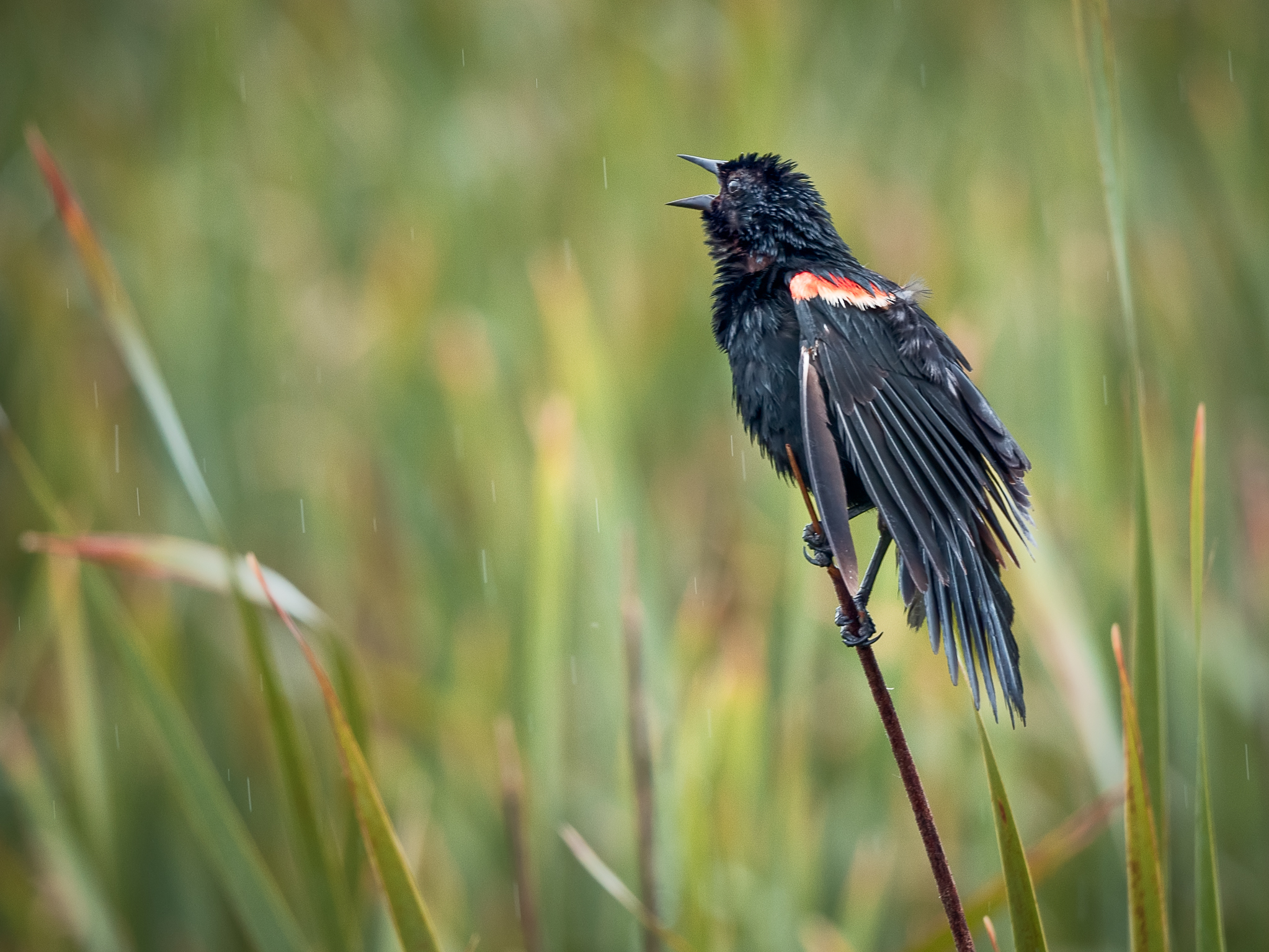 Singing in the Rain