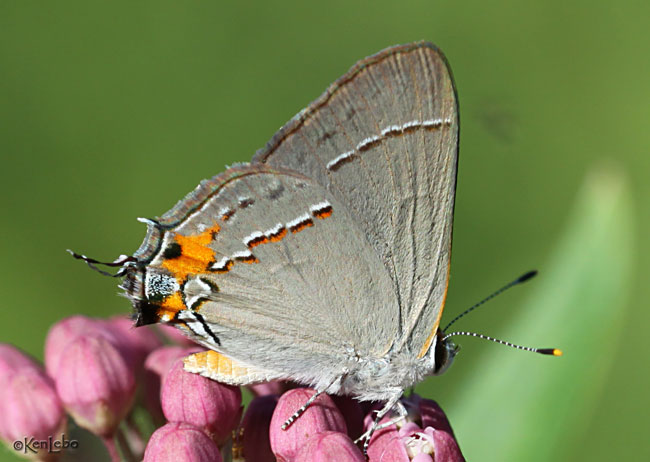 Gray Hairstreak