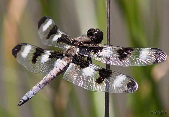 Twelve-spotted Skimmer Libellula pulchella