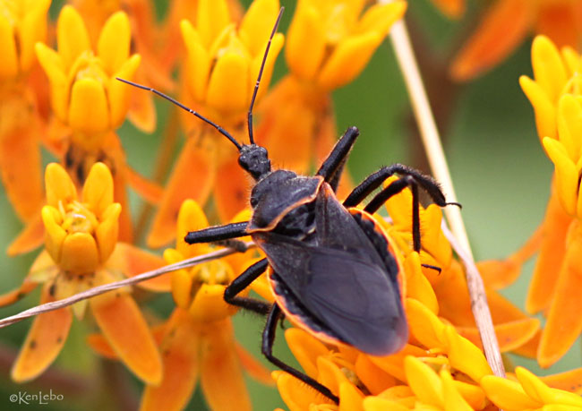 Bee Assassin Bug Apiomerus crassipes