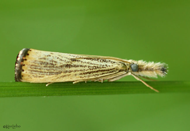 Lesser Vagabond Sod Webworm Agriphila ruricolellus #5399