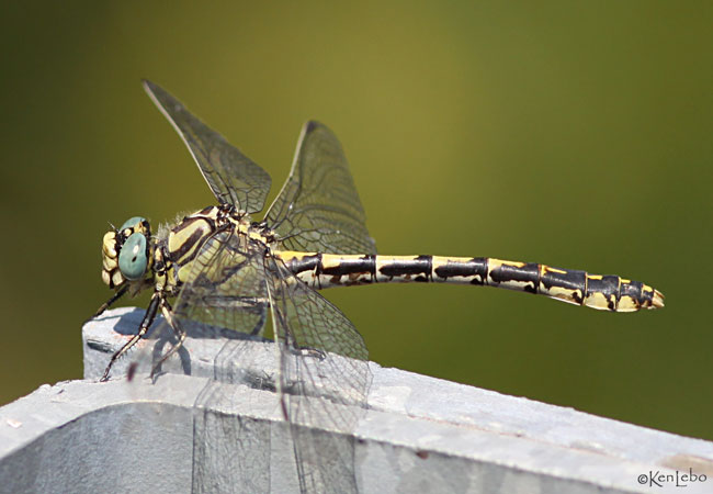 Great Basin Snaketail Opiogomphus morrisoni