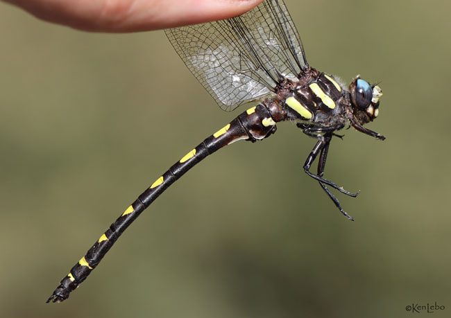 Pacific Spiketail Cordulegaster dorsalis