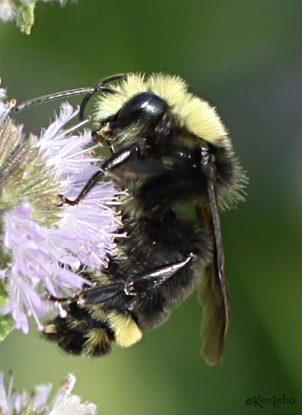 Obscure Bumble Bee Bonbus caliginosus