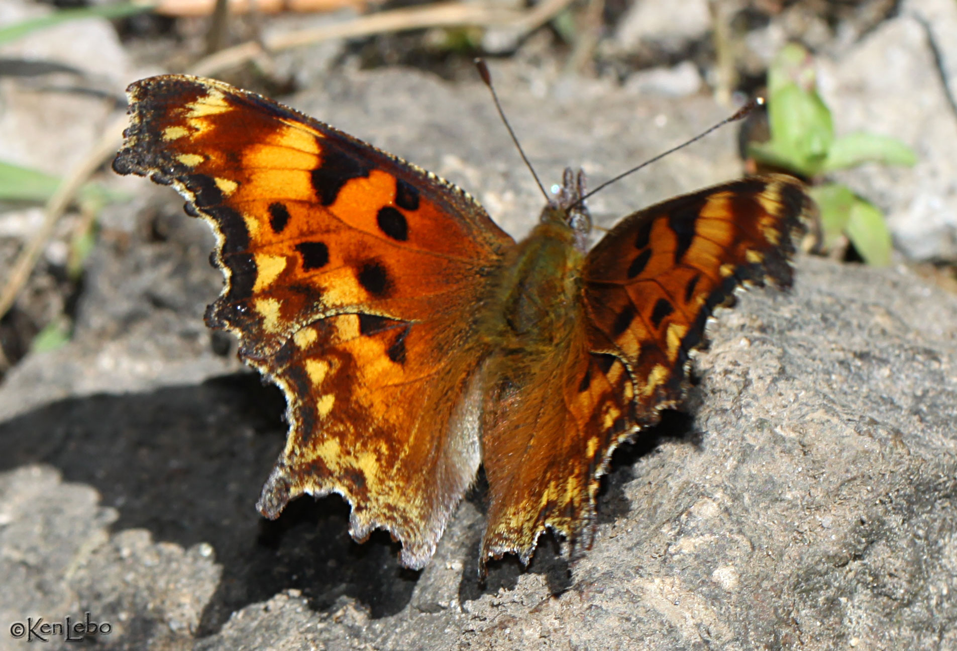 Hoary Comma Polygonia gracilis