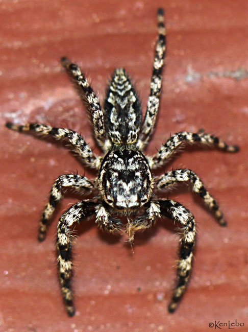 Flat Jumper - Platycryptus undatus