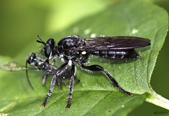 Robberfly - Laphria sp.