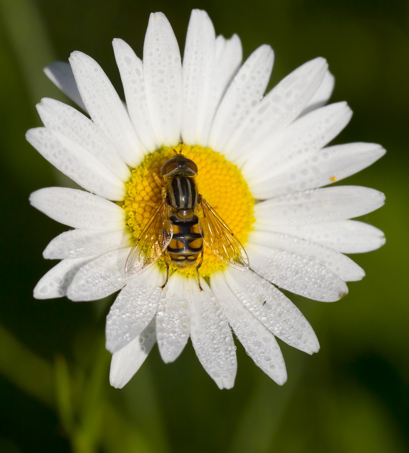 grand syrphide  bandes thoraciques - helophilus fasciatus 