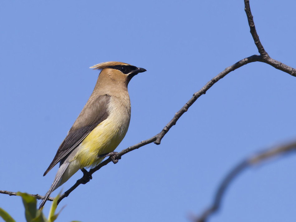 jaseur d amrique -  cedar waxwing