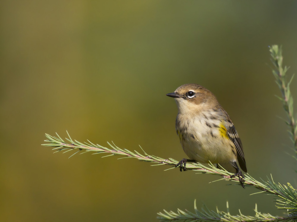 paruline  croupion jaune - yellow rumped warbler