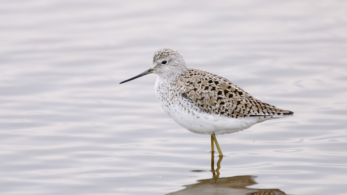 Poelruiter / Marsh Sandpiper / Tringa stagnatilis