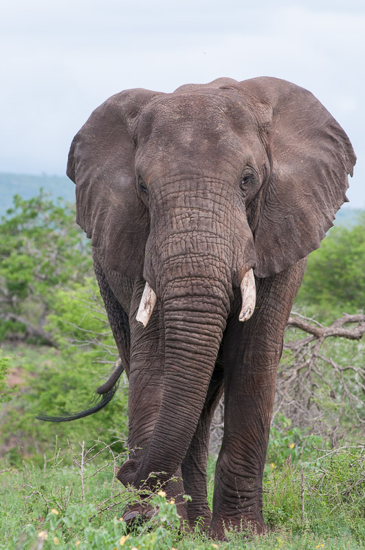 Olifant / Elephant / Loxodonta africana