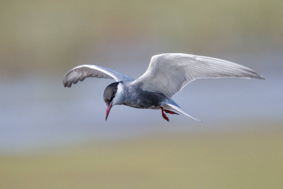 Witwangstern / Whiskered Tern / Chlidonias hybridus