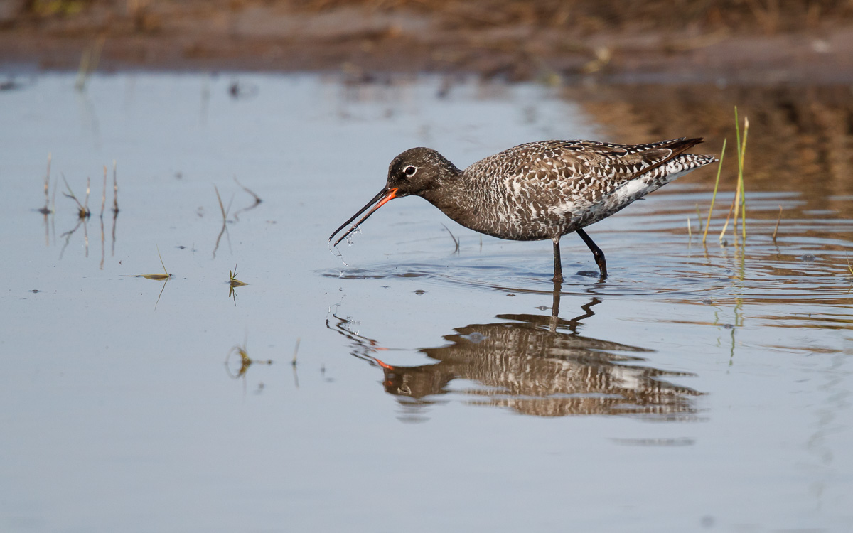 Zwarte Ruiter / Spotted Redshank / Tringa erythropus