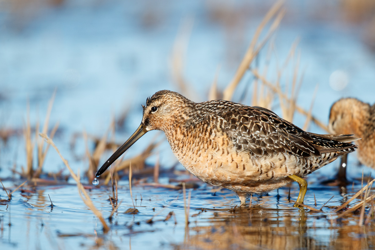  Grote Grijze Snip / Long-billed Dowitcher / Limnodromus scolopaceus