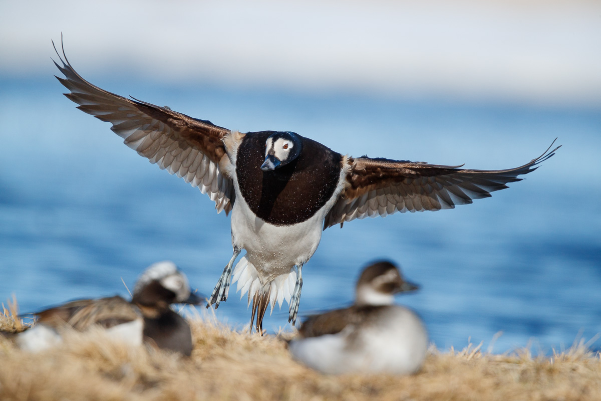  IJseend / Long-tailed Duck / Clangula hyemalis
