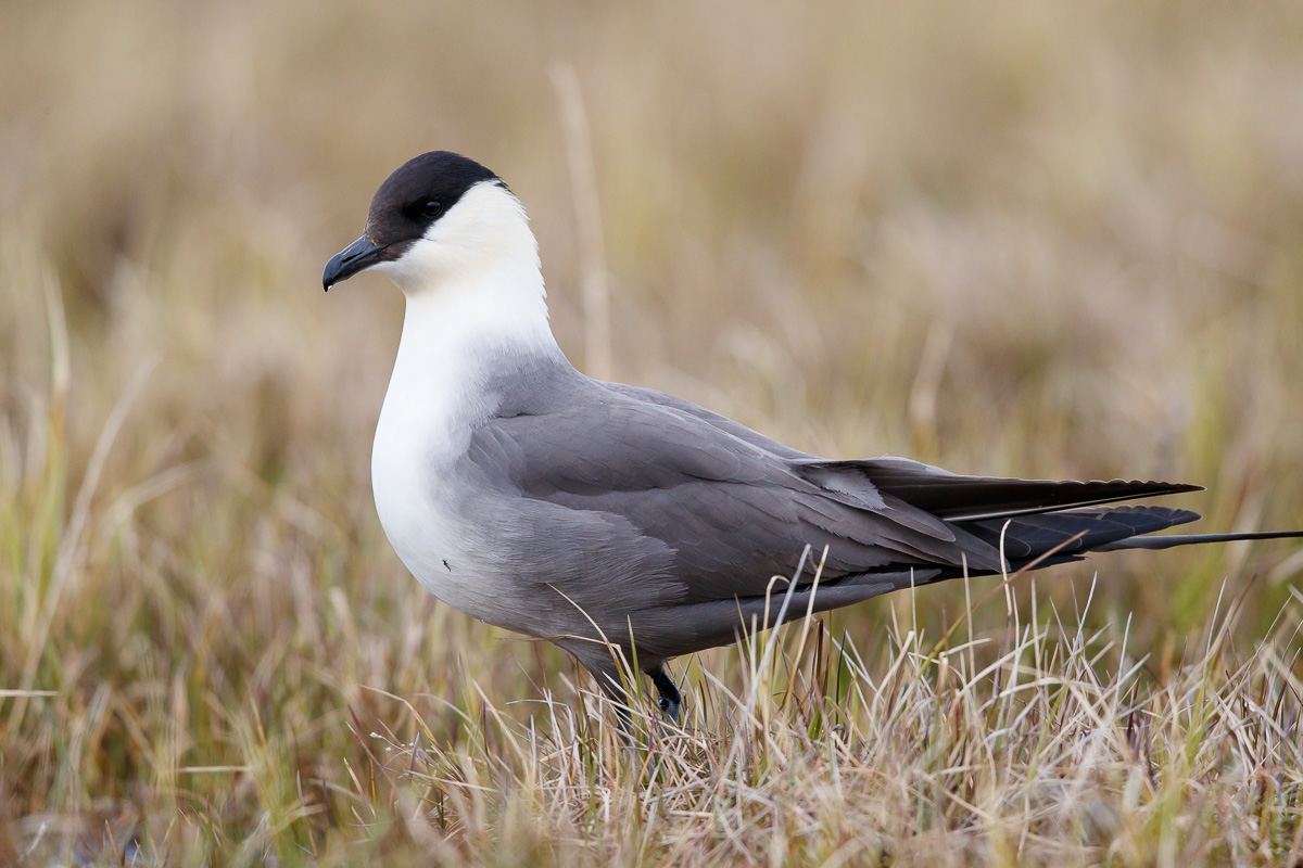  Kleinste Jager / Long-tailed Jaeger / Stercorarius longicaudus