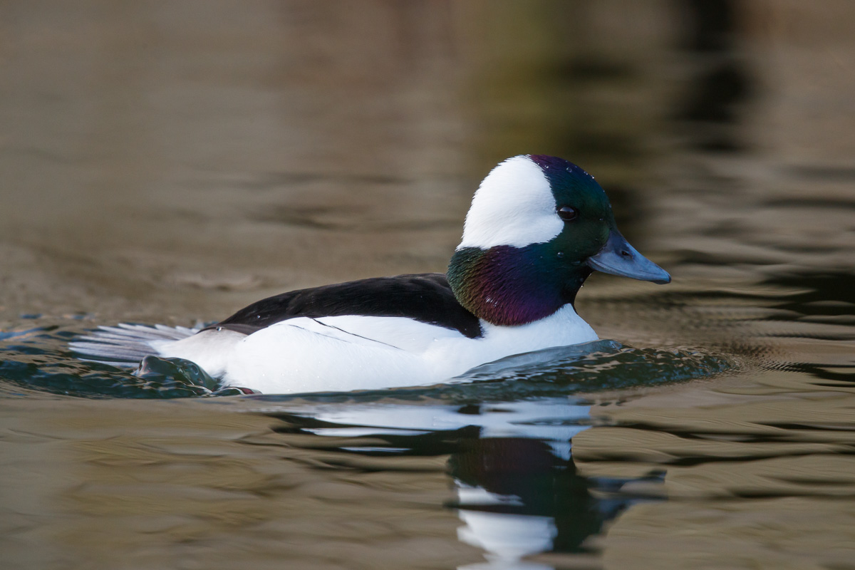 Buffelkopeend / Bufflehead / Bucephala albeola
