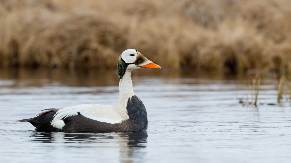 Brileider / Spectacled Eider / Somateria fischeri