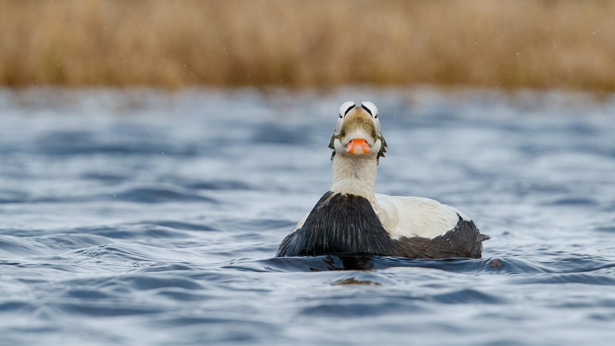 Brileider / Spectacled Eider / Somateria fischeri