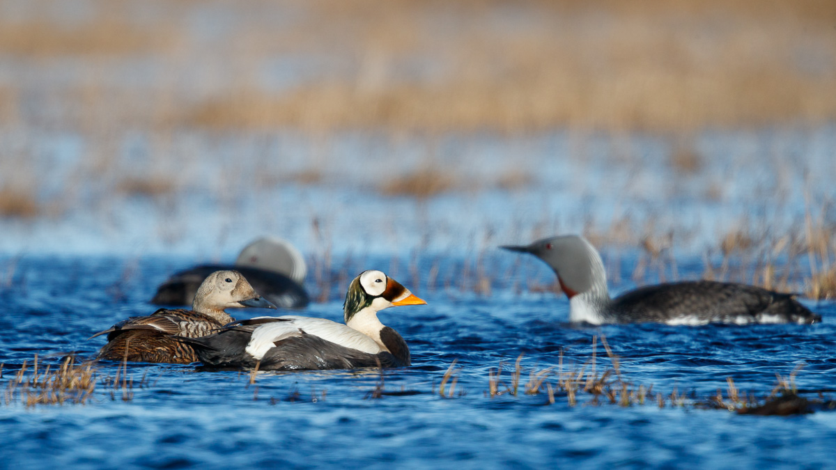 Brileider / Spectacled Eider / Somateria fischeri