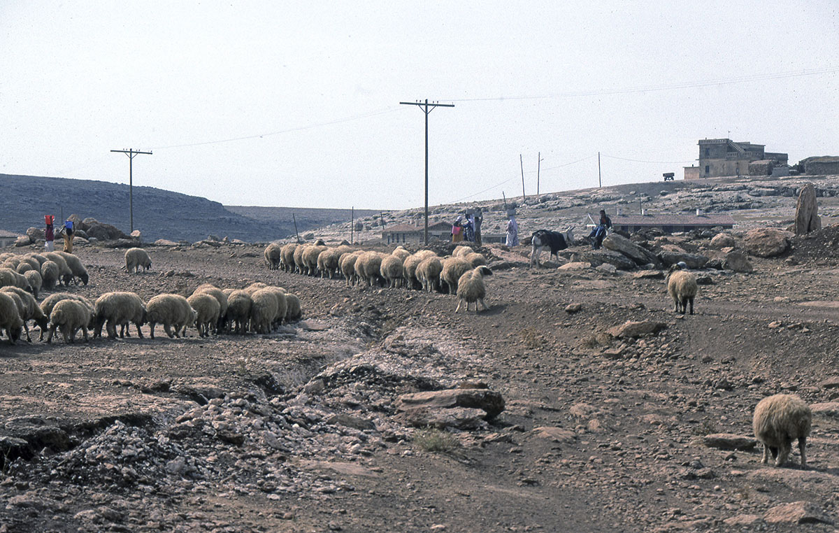 Urfa 1997 Desert tour 132.jpg