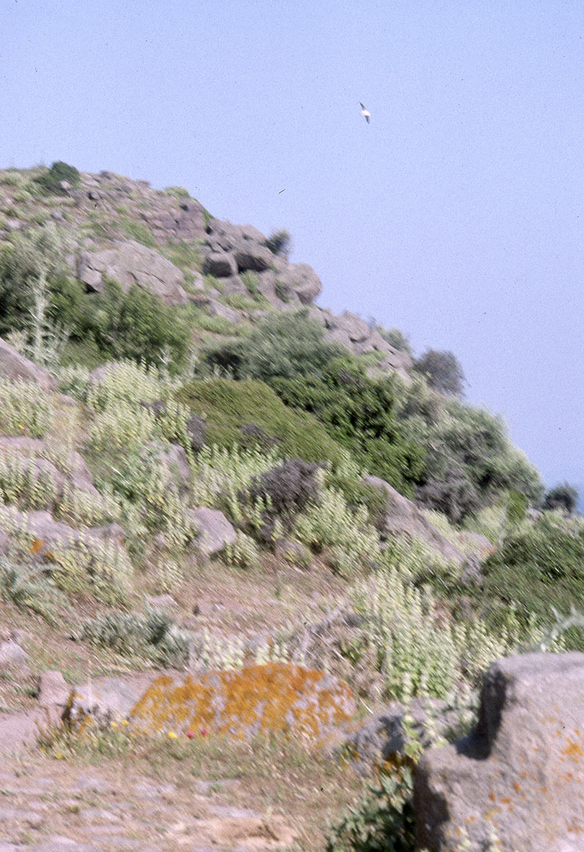 Assos 94 039.jpg