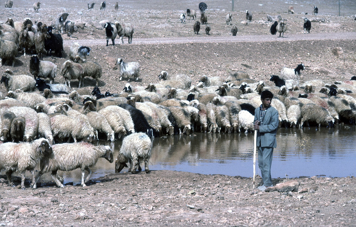 Harran ride 08