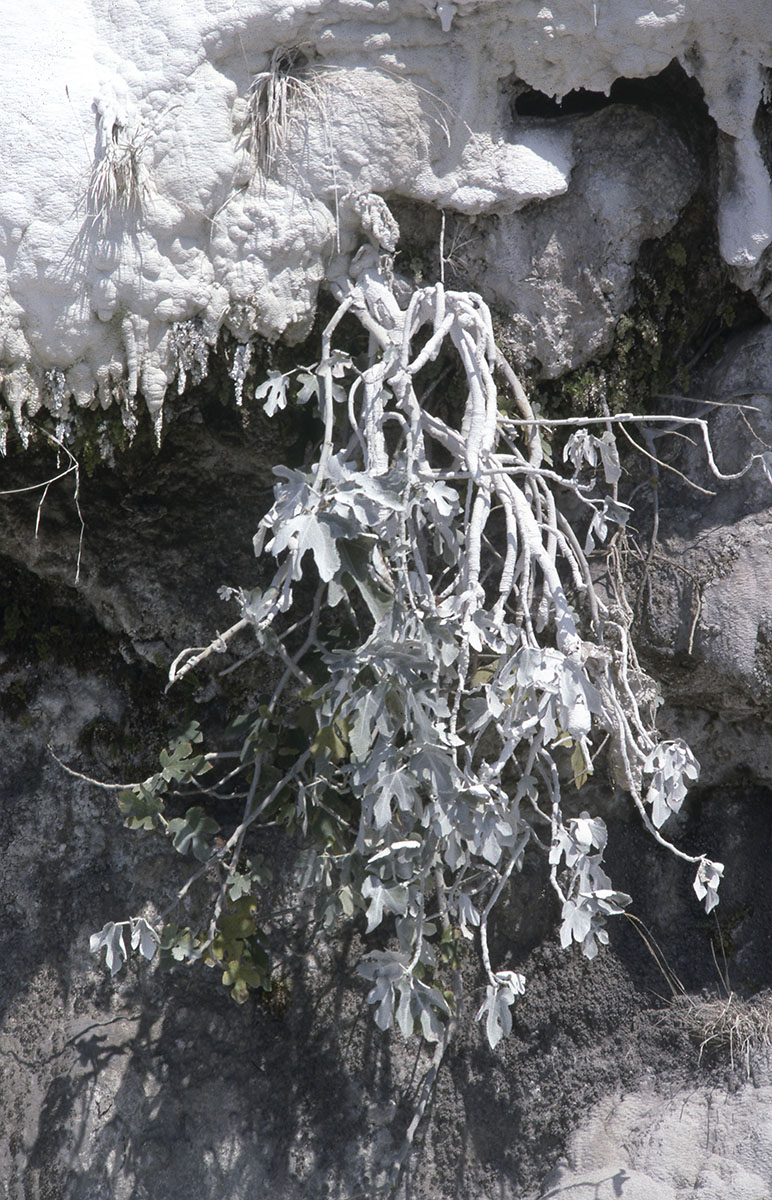 Pamukkale cliffs vegetation
