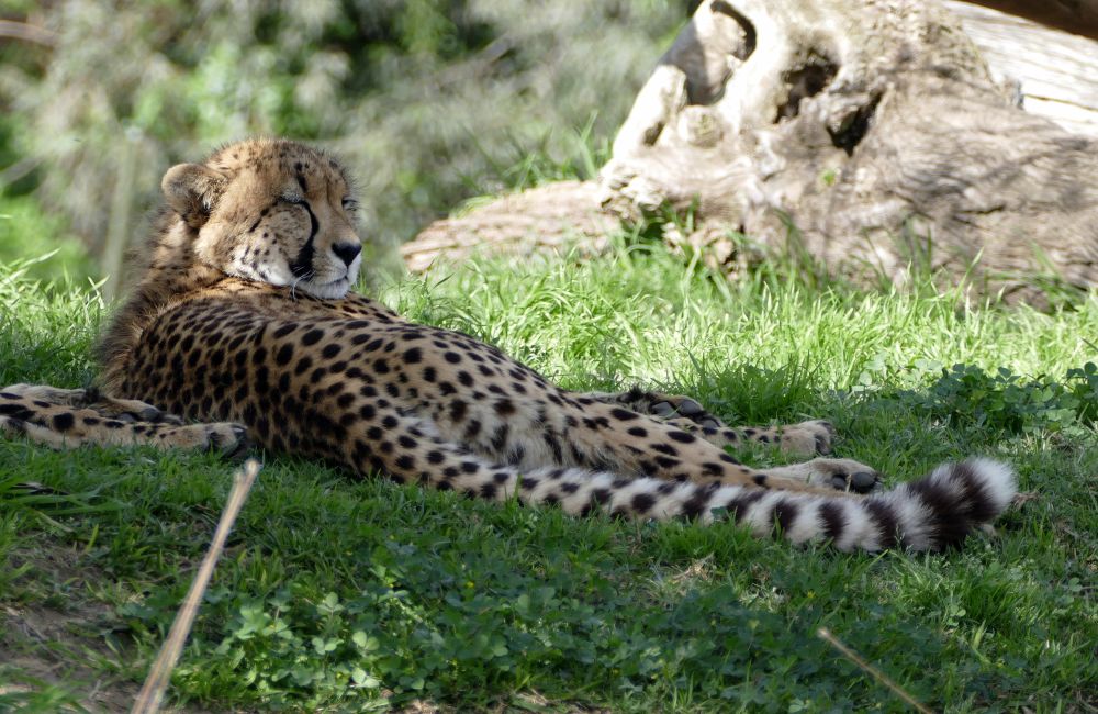 Cheetah