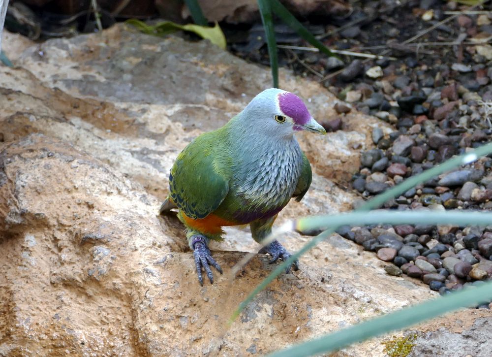 Mariana Fruit Dove