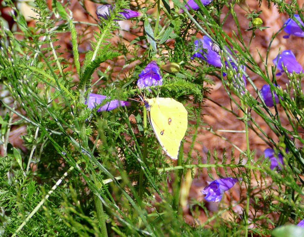 Hartfords Sulphur