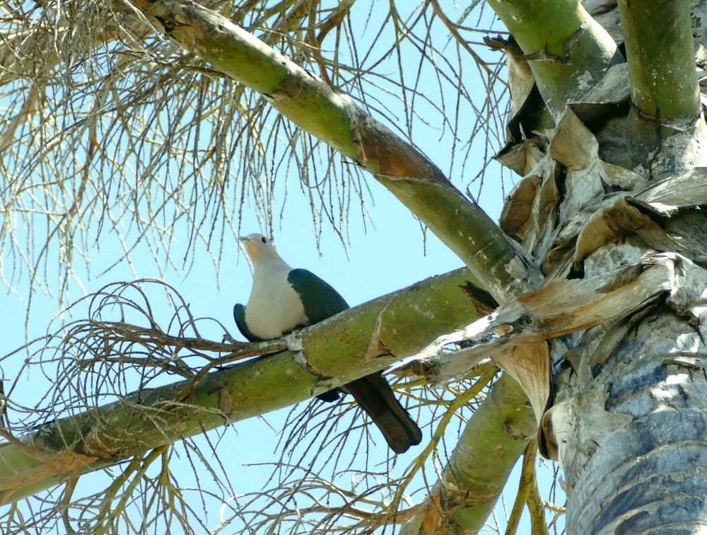 I believe this is a Green Imperial Pigeon