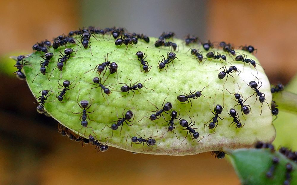 This flower bud is at most 1.5 inches (3.8 cm) in length giving some perspective on how small these ants really are.