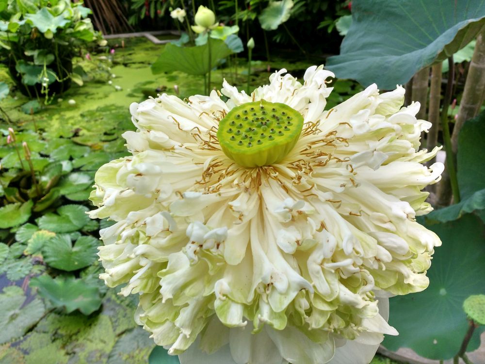 Lotus blossom