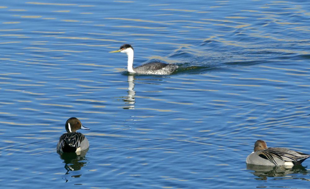 Western Grebe