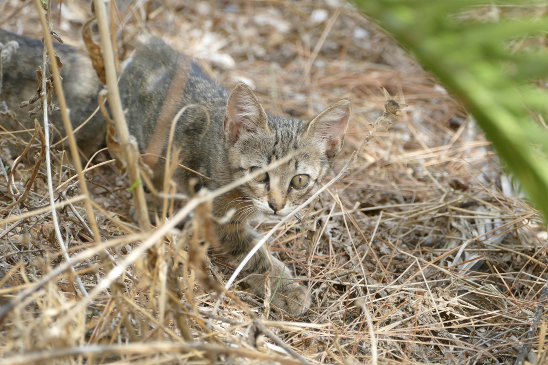 Stealth cat on the prowl