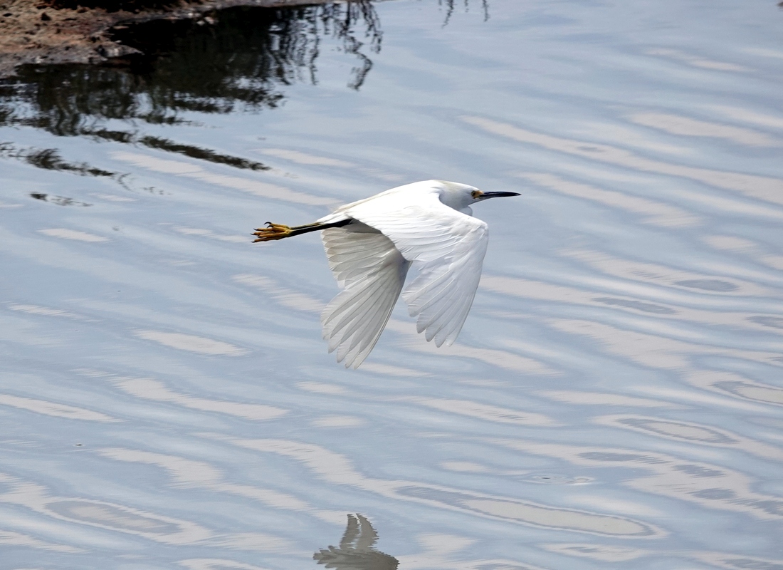 Snowy Egret