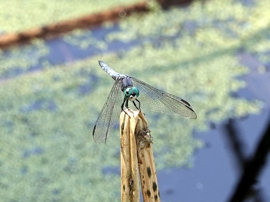 Comanche Skimmer