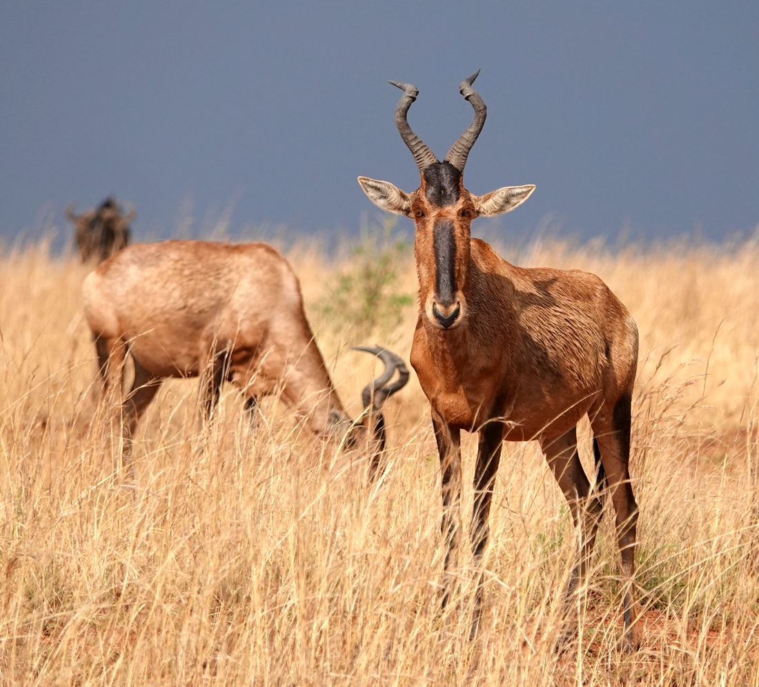Red Hartebeest
