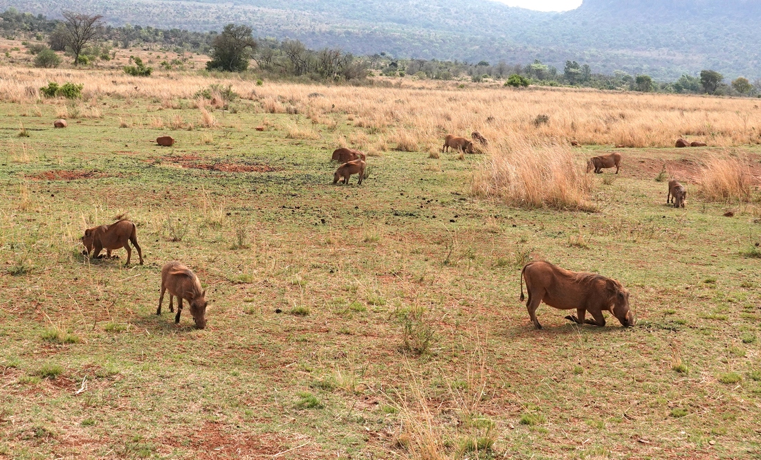 Warthogs