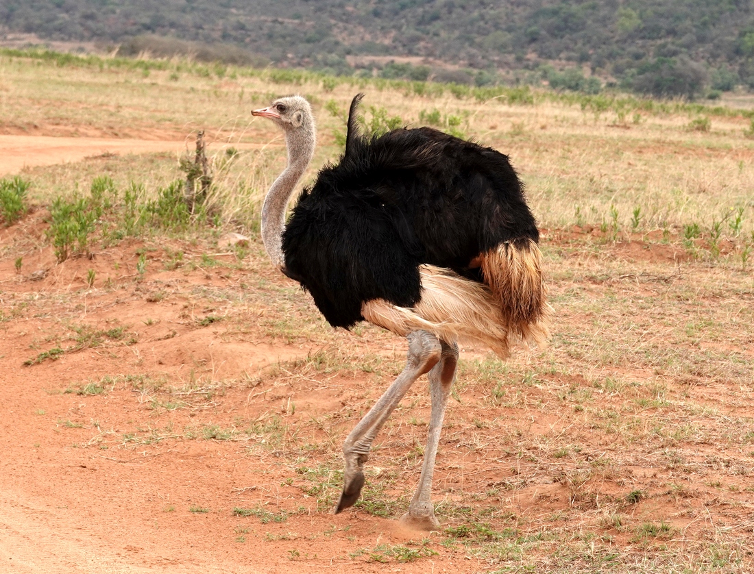 Ostrich