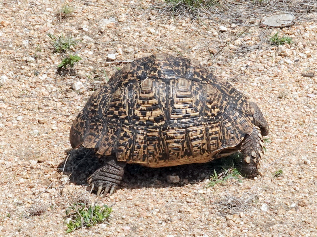 Leopard Turtle