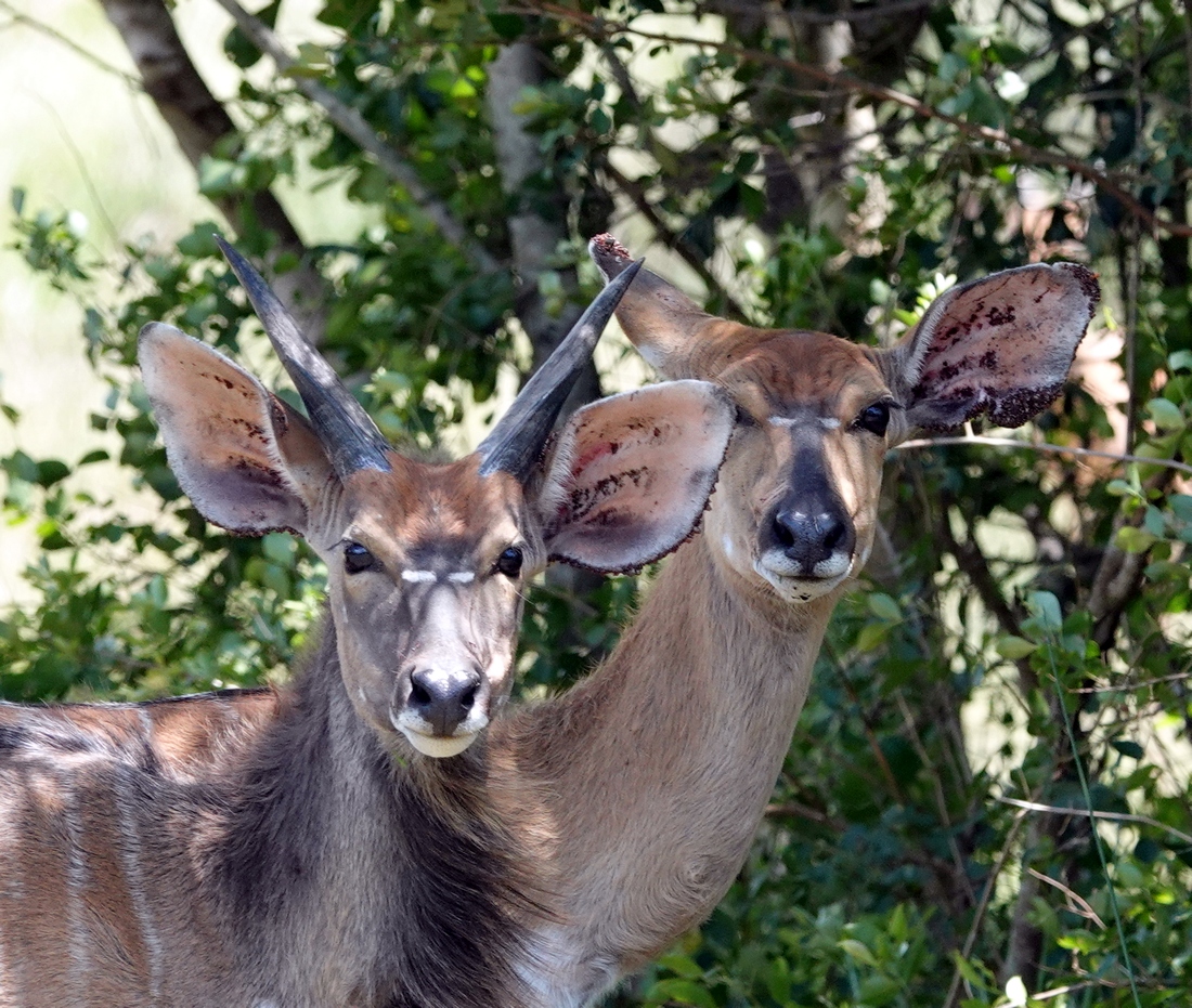 Nyala