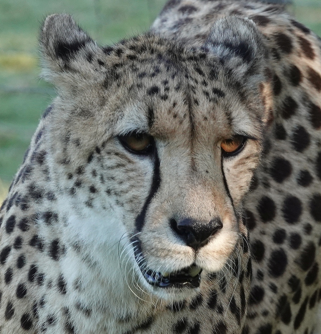 Cheetah