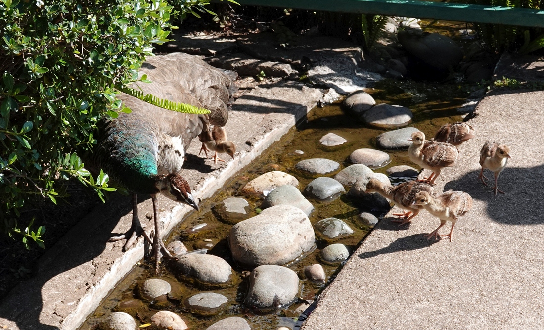 A Peahen and babies